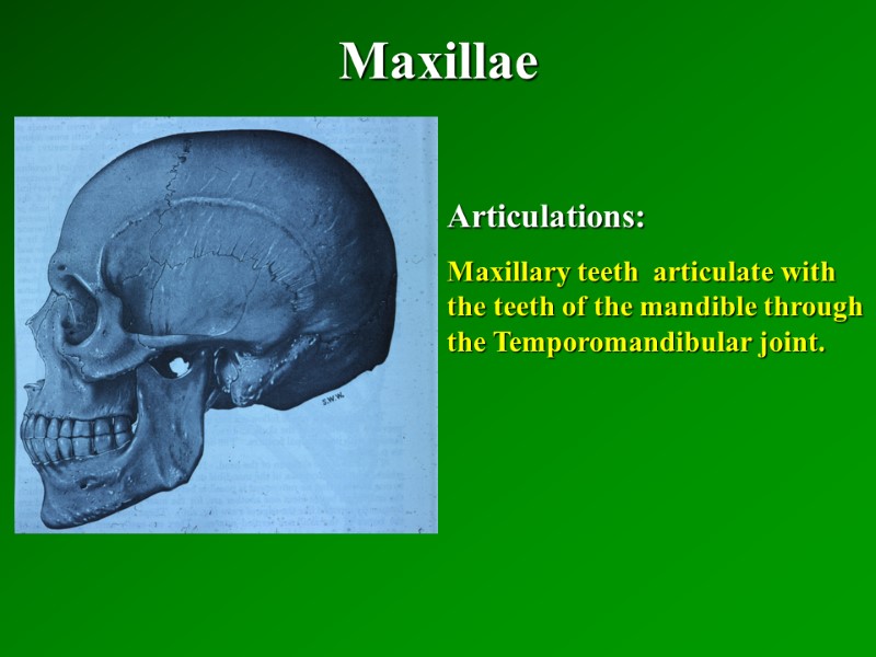 Maxillae   Articulations: Maxillary teeth  articulate with the teeth of the mandible